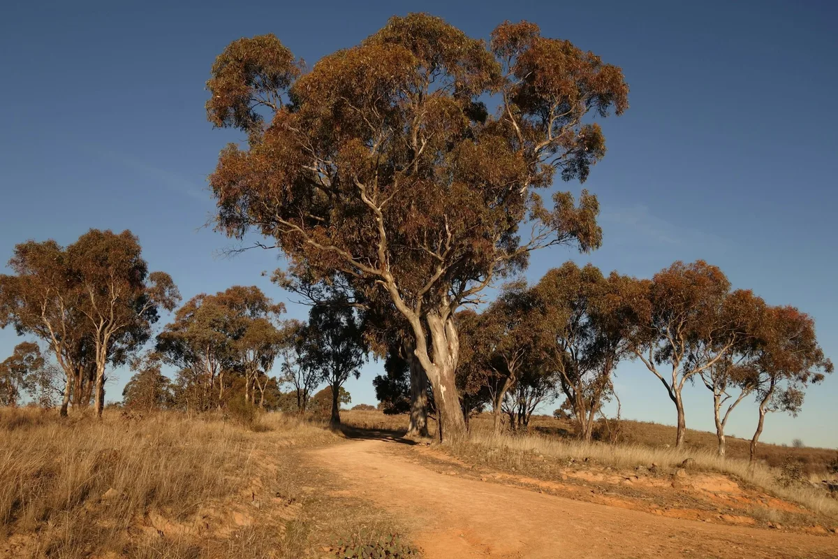 A red dirt track winding between eucalyptus trees in dry Australian country