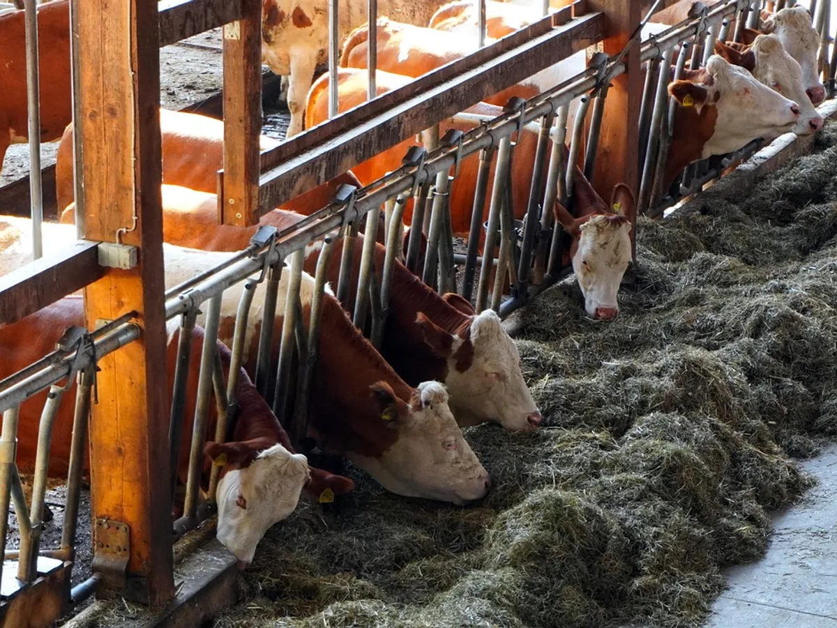 Cattle at a feed rail in a working cowshed, a wash-down point used every day