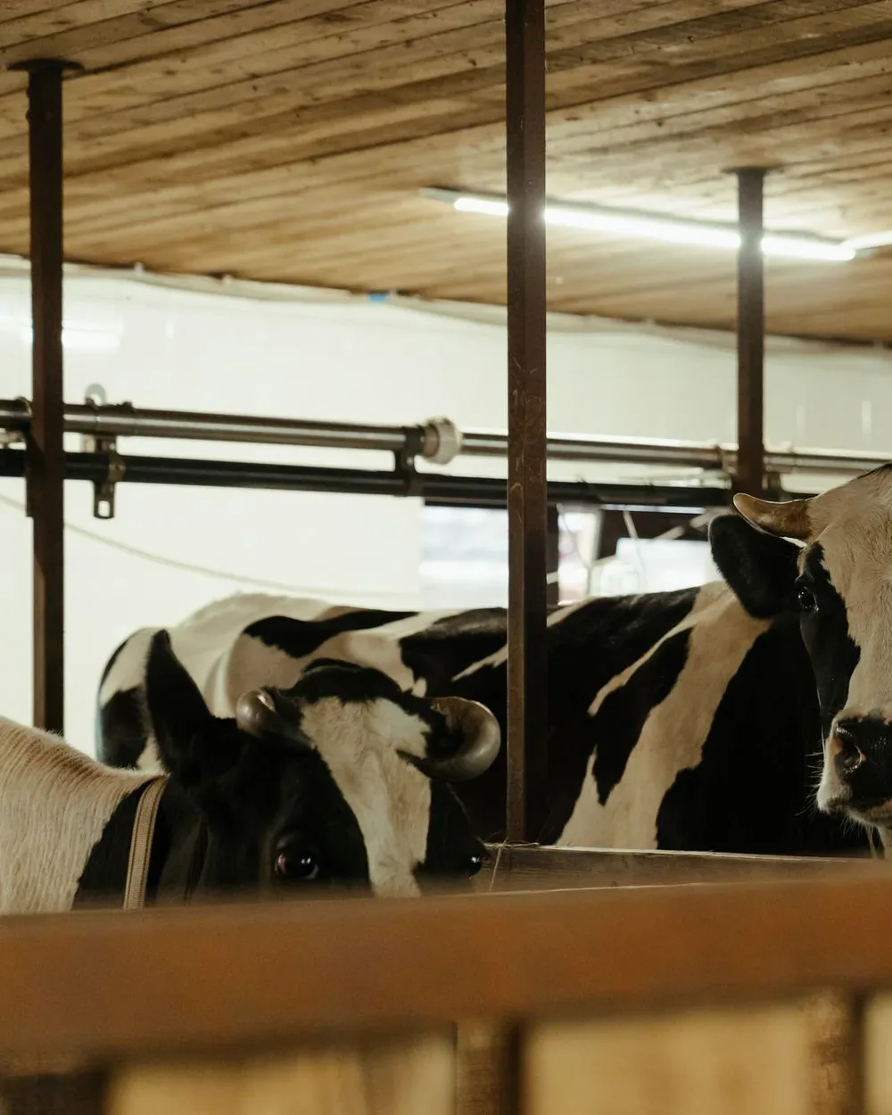 Holstein cows at the rail in a dairy barn, the daily wash-down point on a farm